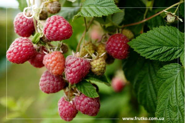 Глен Емпл, саджанці малини, однорічний 0,500л, горщик [х 1шт]