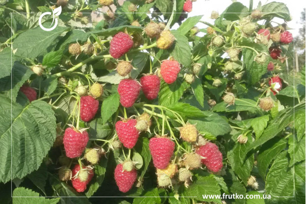 Джоан Джей, саджанці малини, дворічний 0,500л, горщик [х 1шт]