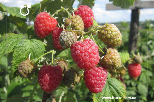 К11, саджанці малини, касетний 0,060л [касета 50шт]