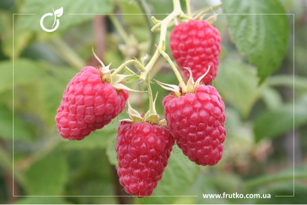 Ляшка, саджанці малини, дворічний 0,500л, горщик [х 1 шт]