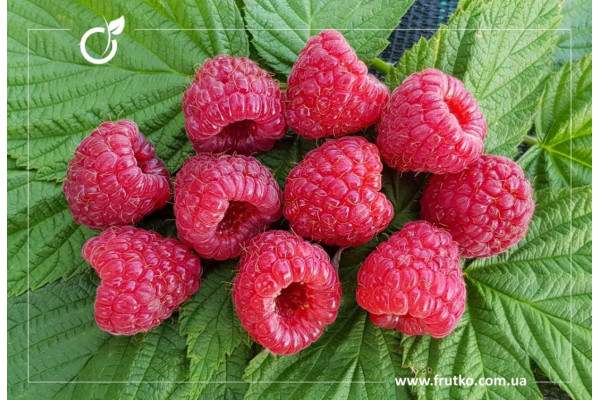 Полана, саджанці малини, дворічний 0,500л, горщик [х 1шт]