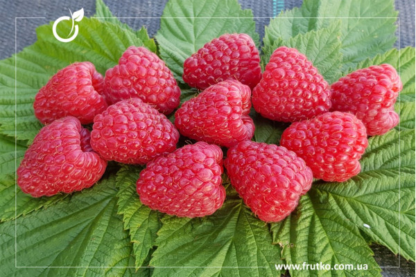 Полка, саджанці малини, дворічний 0,500л, горщик [х 1шт]