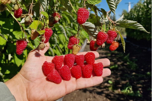Полонез, саджанці малини, дворічний 0,500л, горщик [х 1шт]