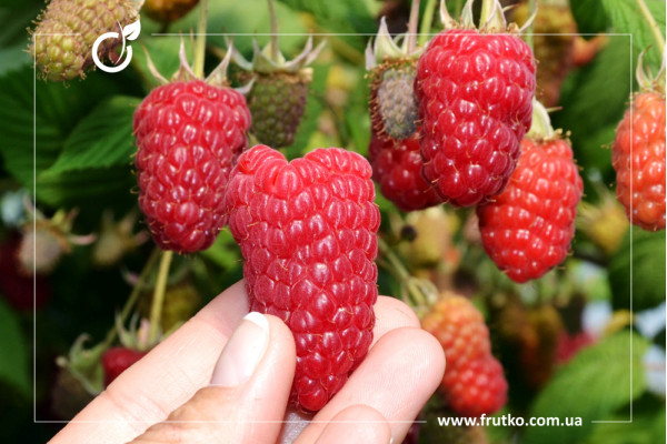 Пшехиба, саджанці малини, дворічний 0,500л, горщик [х 1шт]