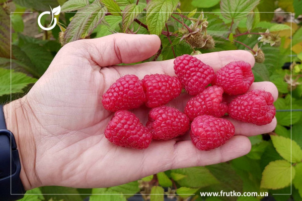 Регіна, саджанці малини, дворічний 0,500л, горщик [х 1шт]