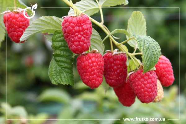 Туламін Перл, саджанці малини, касетний 0,060л [касета 50шт]