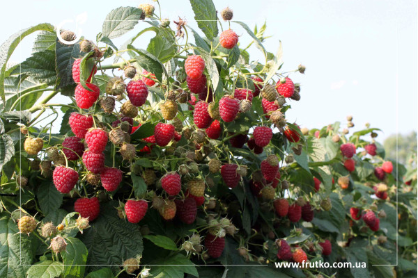 - малина літня