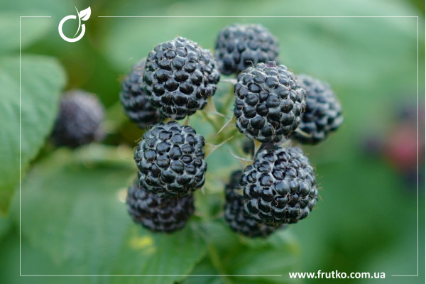 Брістоль, саджанці малини, дворічний 0,500л, горщик [х 1шт]