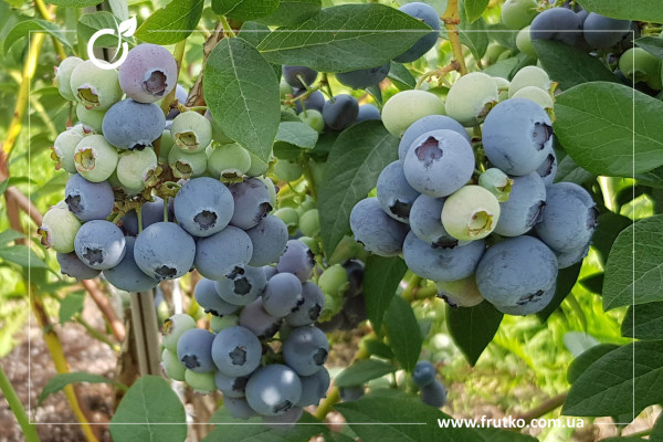 Азур, саджанці лохини щиткової, касетний 0,090л [касета 50шт]