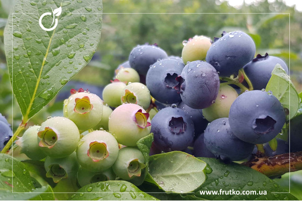 Блюкроп, саджанці лохини щиткової, касетний 0,045л [касета 72шт]