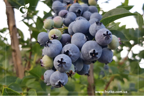 Блюголд, саджанці лохини щиткової, дворічний 0,500л, горщик [х 1шт]