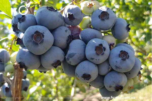 Чендлер, саджанці лохини щиткової, дворічний 0,500л, горщик [х 1шт]