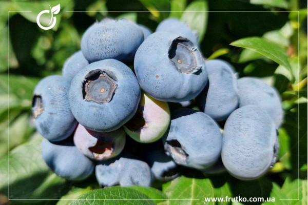 Дарроу, саджанці лохини щиткової, касетний 0,090л [касета 50шт]