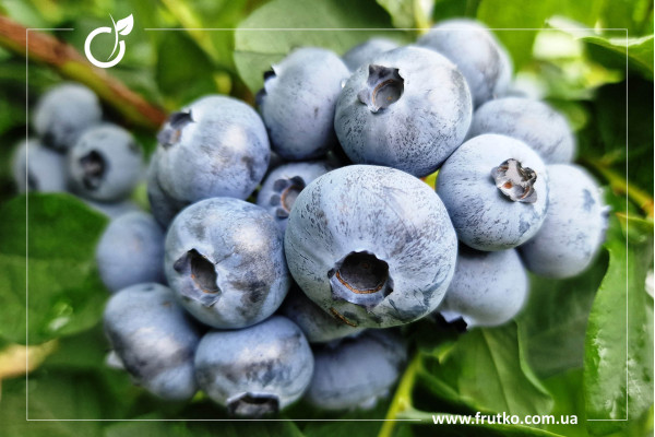 Деліція, саджанці лохини щиткової, дворічний 0,500л, горщик [х 1шт]