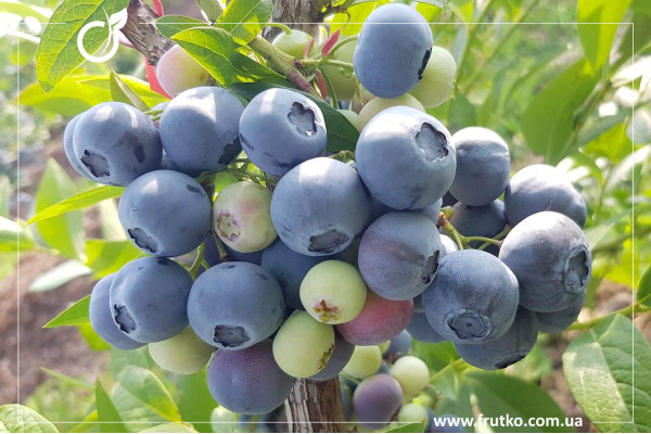 Деніс Блу, саджанці лохини щиткової, дворічний 0,500л, горщик [х 1шт]