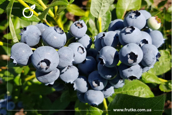 Дюк, саджанці лохини щиткової, касетний 0,045л [касета 50шт]