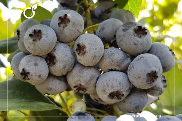 Елліотт, саджанці лохини щиткової, трирічний 1,500л, горщик [х 1шт]