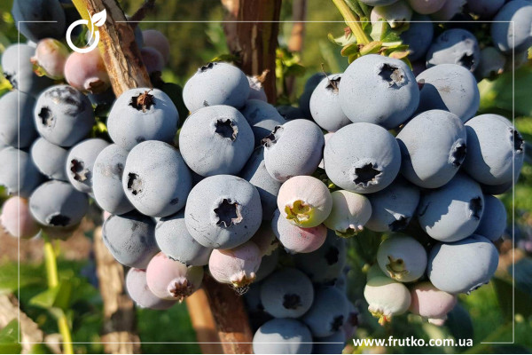 Нельсон, саджанці лохини щиткової, дворічний 0,500л, горщик [х 1шт]