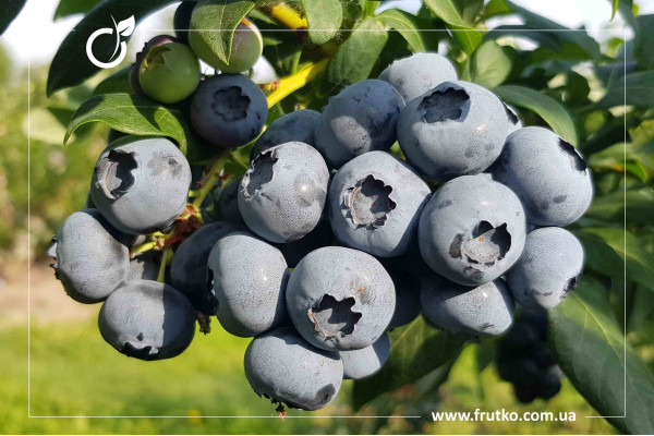 Пастель, саджанці лохини щиткової, касетний 0,090л [касета 50шт]