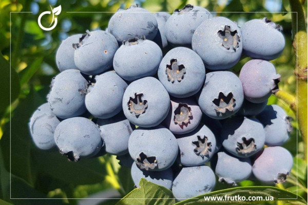 Река, саджанці лохини щиткової, дворічний 0,500л, горщик [х 1шт]