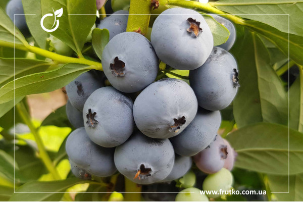 Сапфір, саджанці лохини щиткової, касетний 0,090л [касета 50шт]