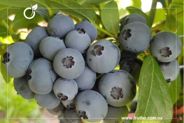 Сімултан, саджанці лохини щиткової, касетний 0,090л [касета 50шт]