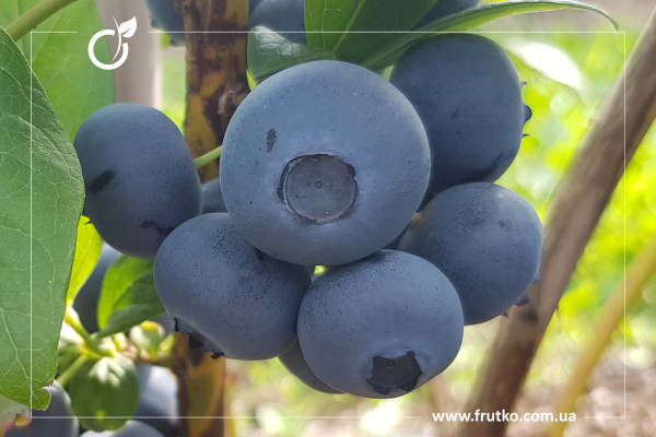 Вітал, саджанці лохини щиткової, касетний 0,090л [касета 50шт]