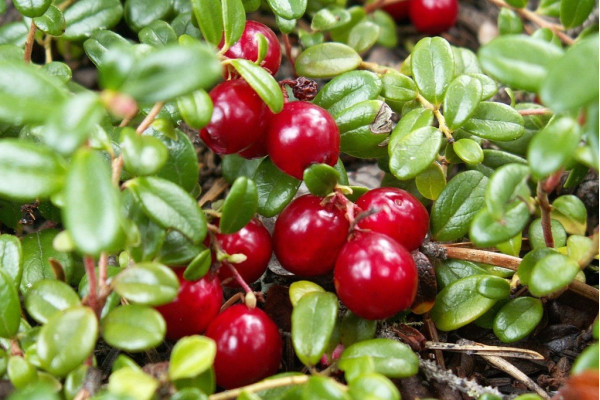 Пілігрім, саджанці журавлини крупноплідної, дворічний 0,500л, горщик [х 1шт]