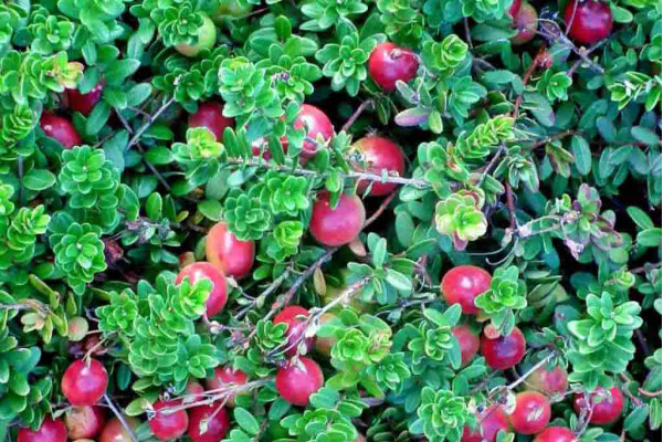 Стівенс, саджанці журавлини крупноплідної, дворічний 0,500л, горщик [х 1шт]